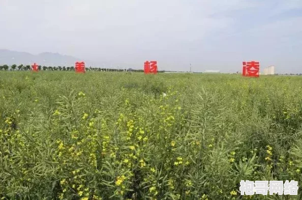 植物大战僵尸杂交版挑战模式37关攻略详解 ｜ 轻松通关秘籍