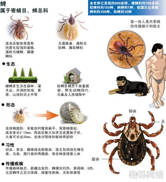 探究无敌牛虱套装所带来的卓越效果与优势